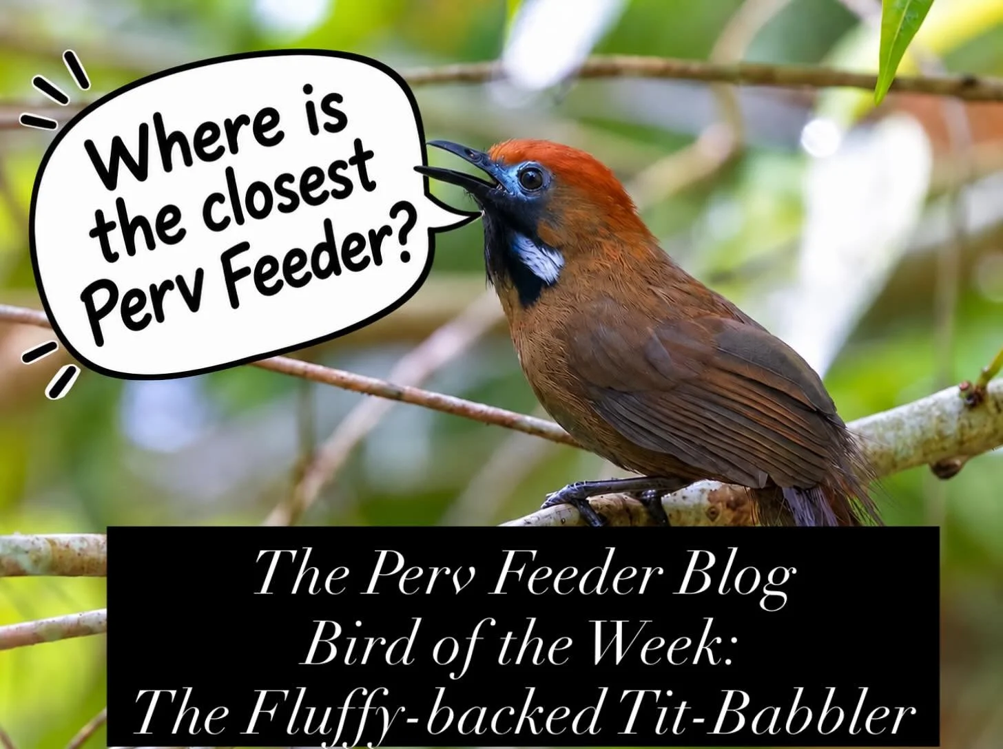 The Fluffy-Backed Tit-Babbler: Yes, That&rsquo;s Really What It&rsquo;s Called

At Perv Feeder, we like to think we know a good bird name when we hear one.

Great Tit? Excellent.
Blue-footed Booby? A classic.

But every once in a while, Mother Nature