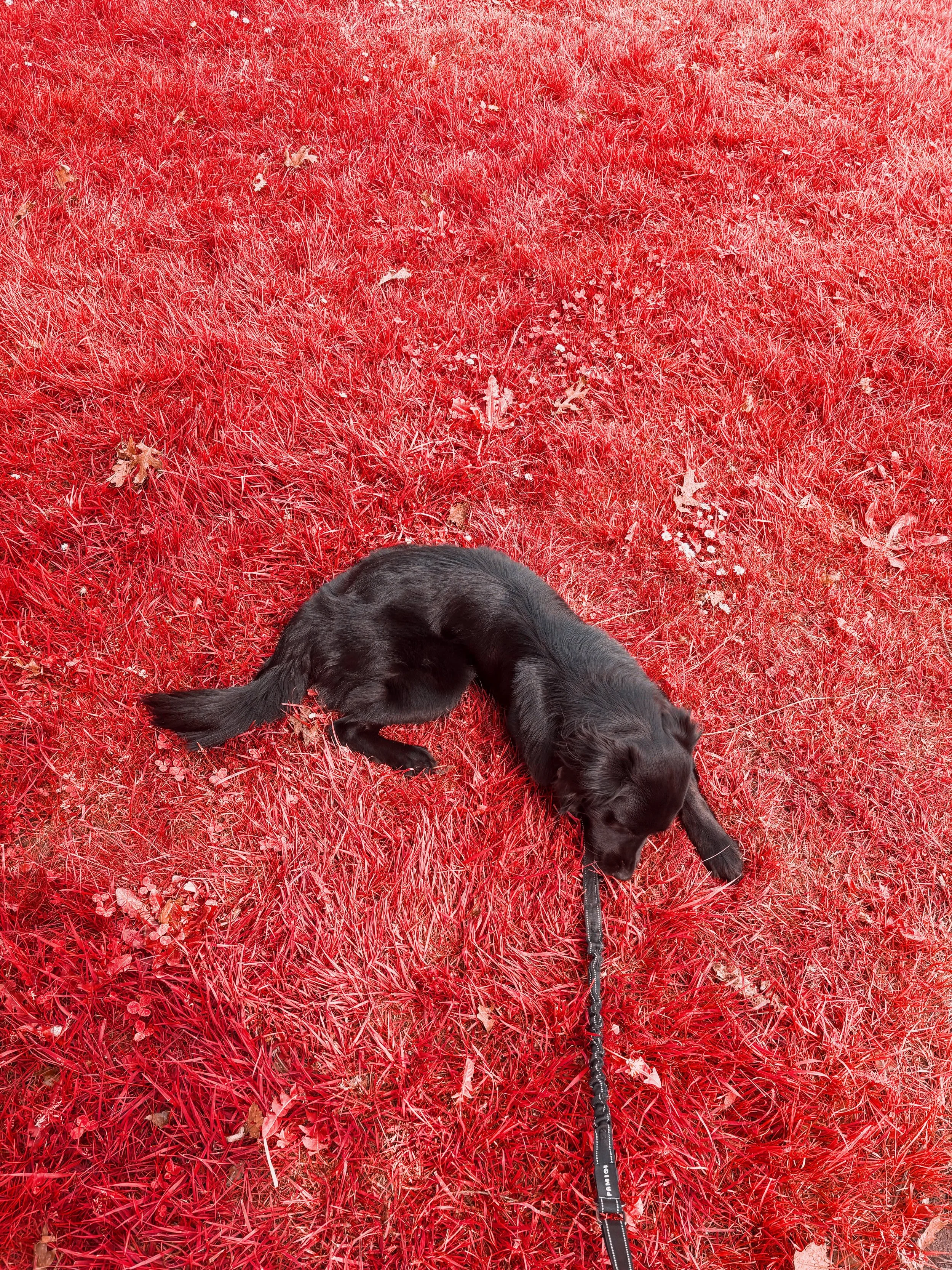 A black dog lying on red grass, looking downward, with a leash attached to its collar.
