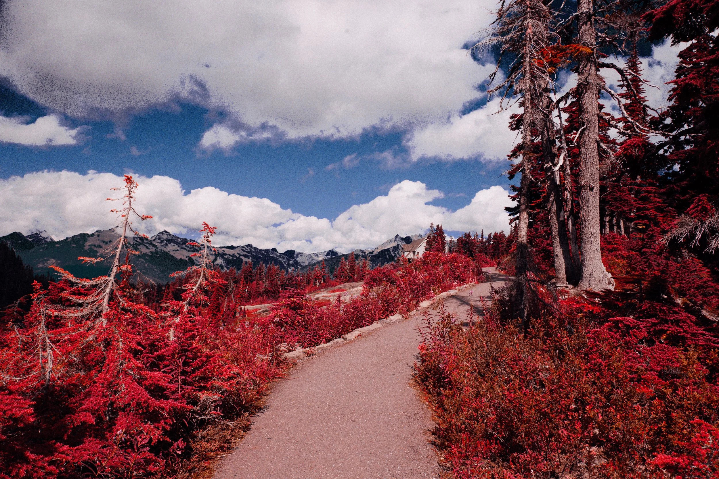 A mountain trail winding through red and orange trees with snow-capped mountains and a blue sky with clouds in the background.
