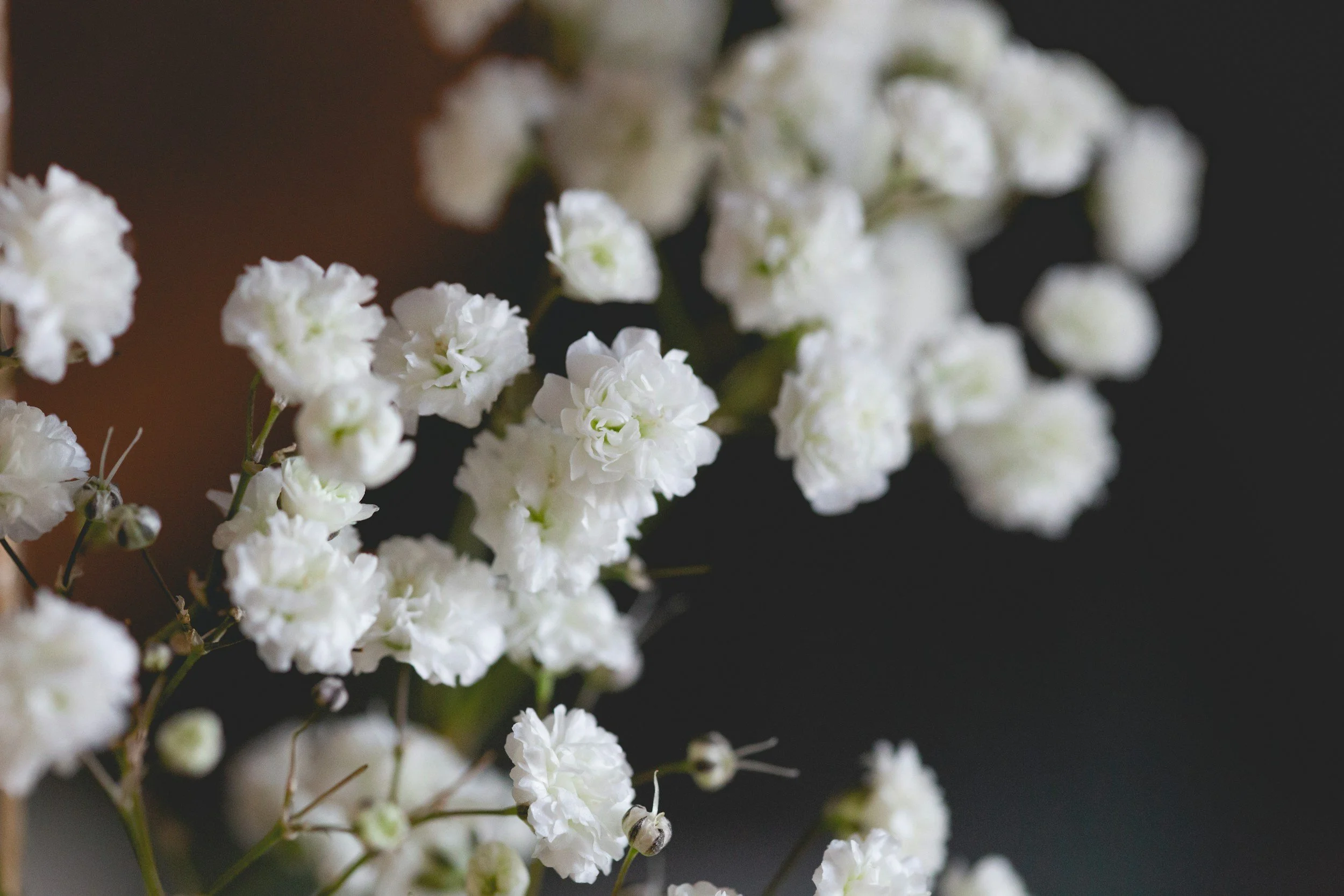 Close-up of white flowers with small dark and white buds on dark background.