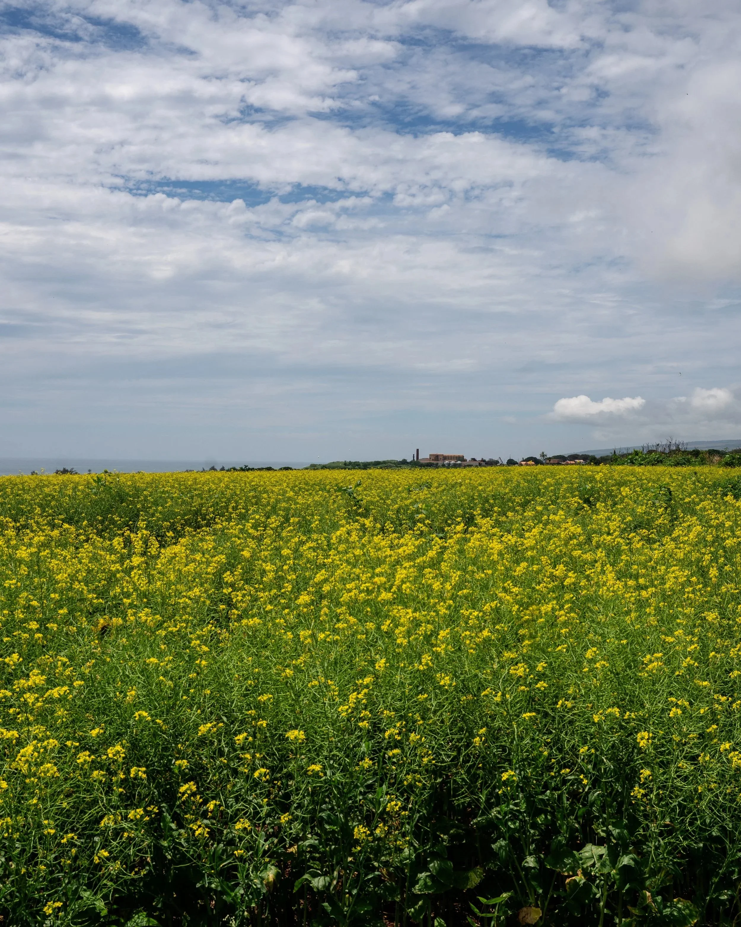 KuleanaHawaiiOils_KaumakaniMillandFields_AmandaHall_April15%2C2026_18.jpg