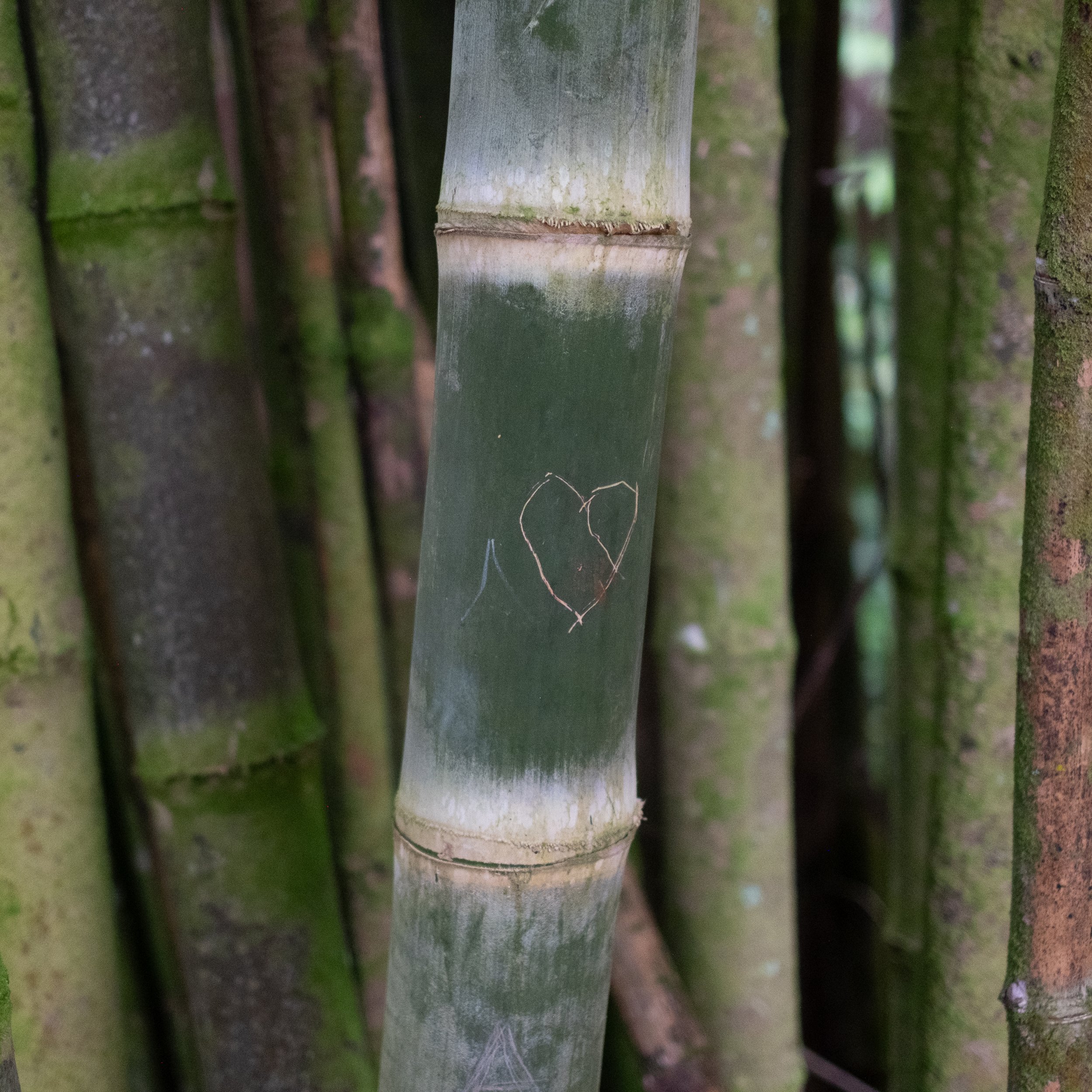 Bamboo Love.jpg
