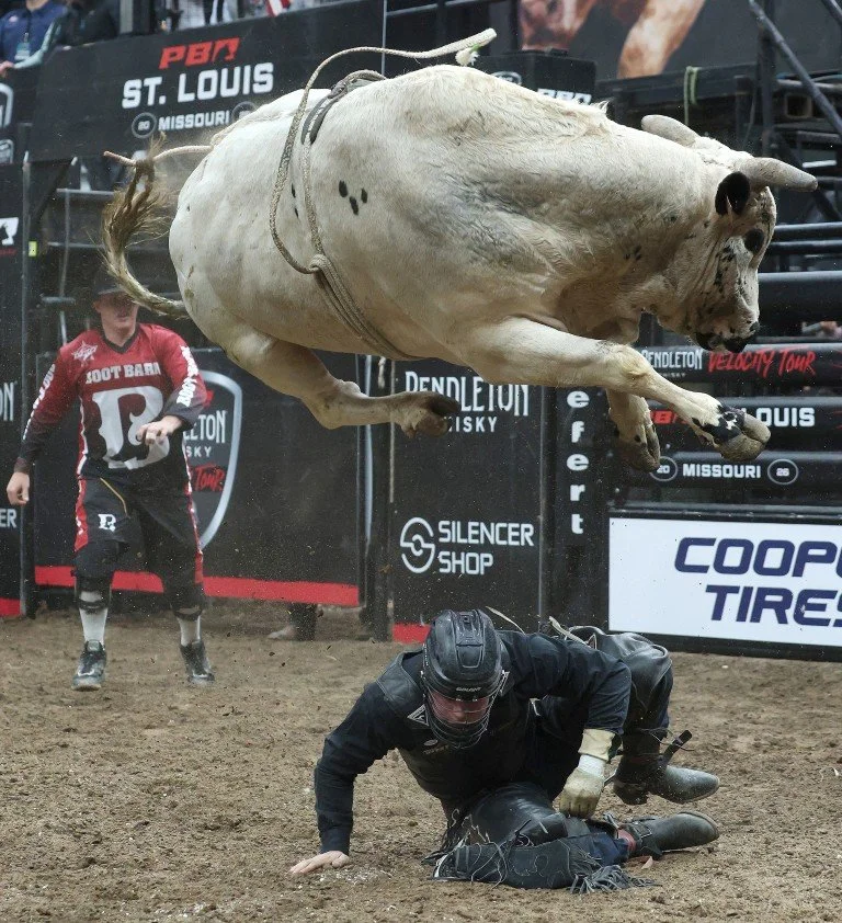 A bucking rodeo bull mid-air during a rodeo event with a fallen rodeo clown or participant on the ground below, in an arena with advertisements in the background.