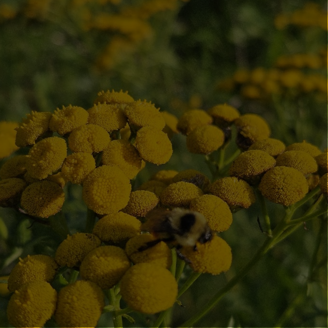 Close-up of yellow tansy flowers with a bee collecting nectar.