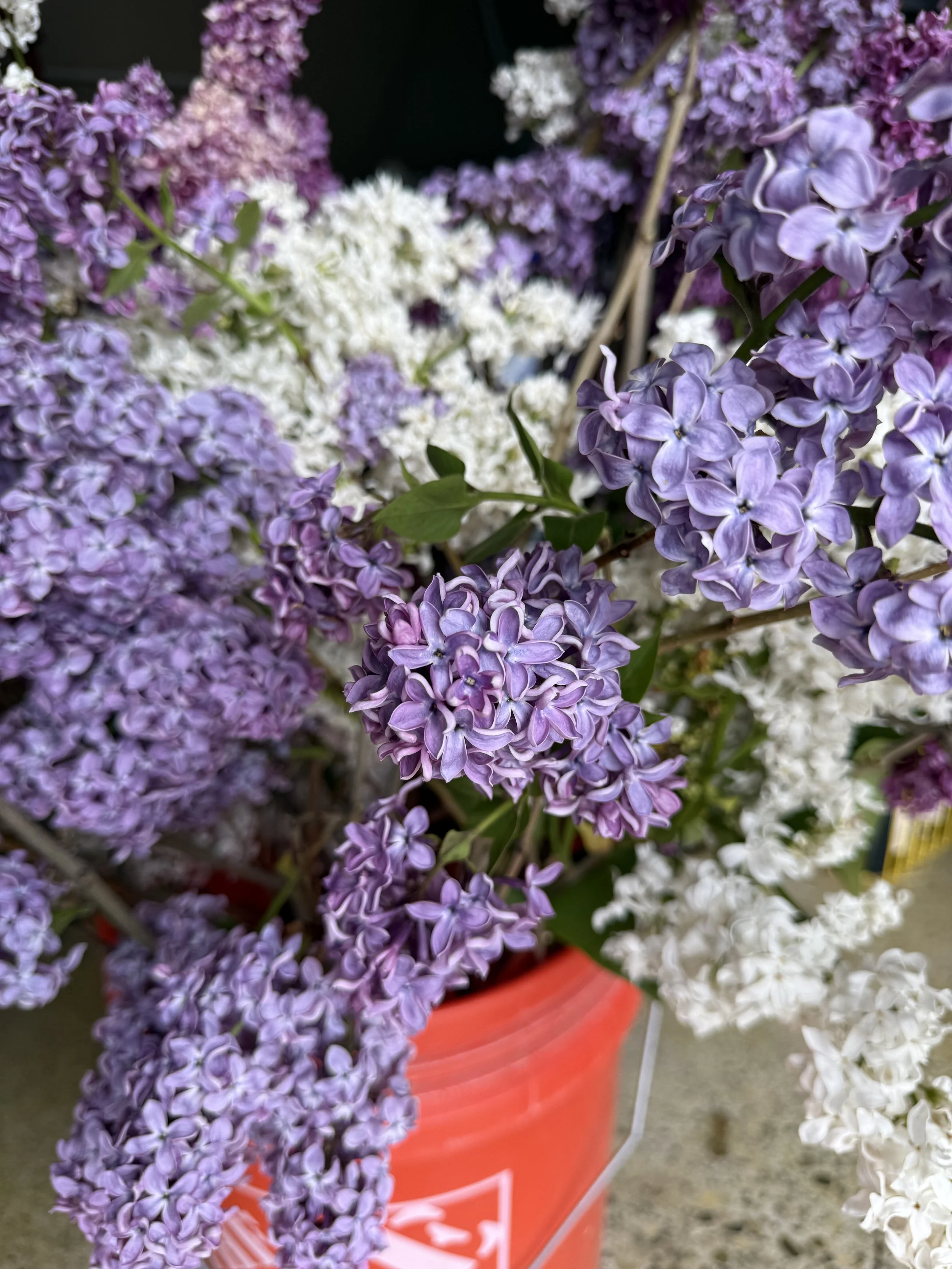 IMG_1116.jpeg