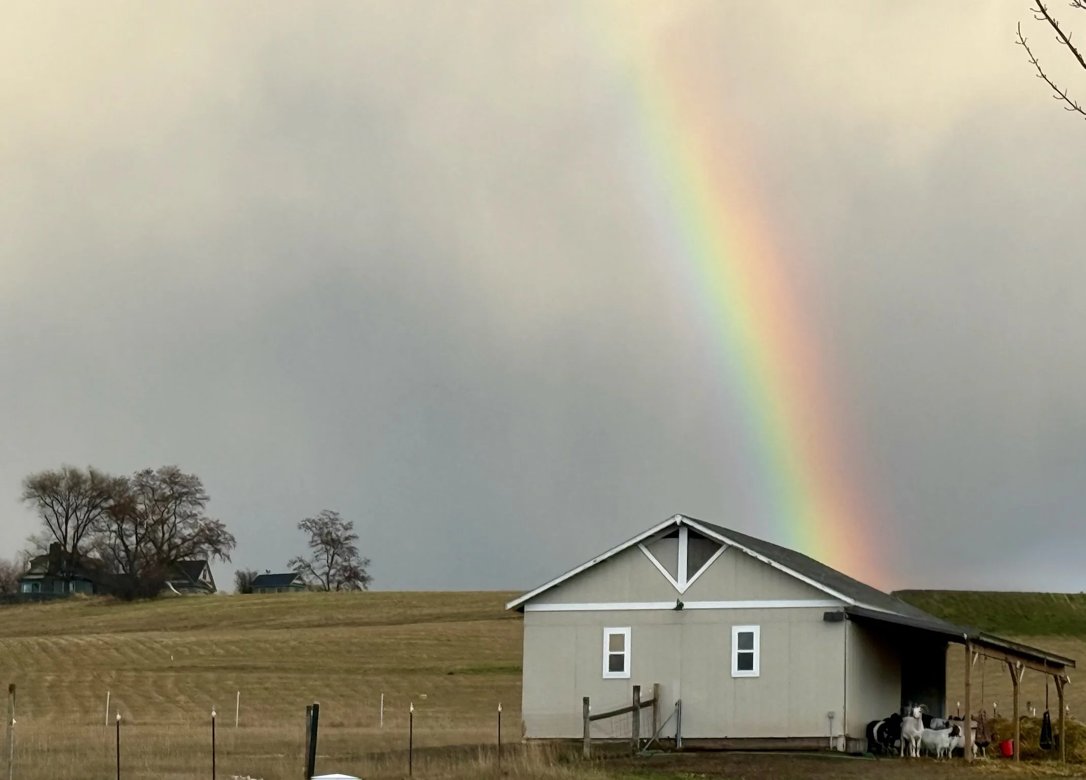 A rainbow appearing in the cloudy sky above a rural scene with a gray house, trees, horses, and open field.