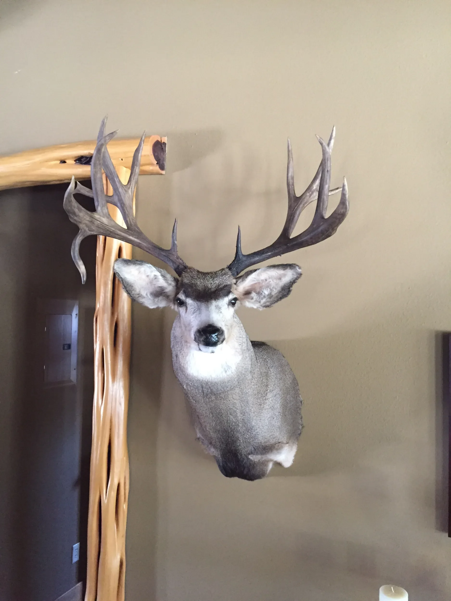 Mule deer trophy head used for custom digitized embroidery design, Siloam Springs, Arkansas.