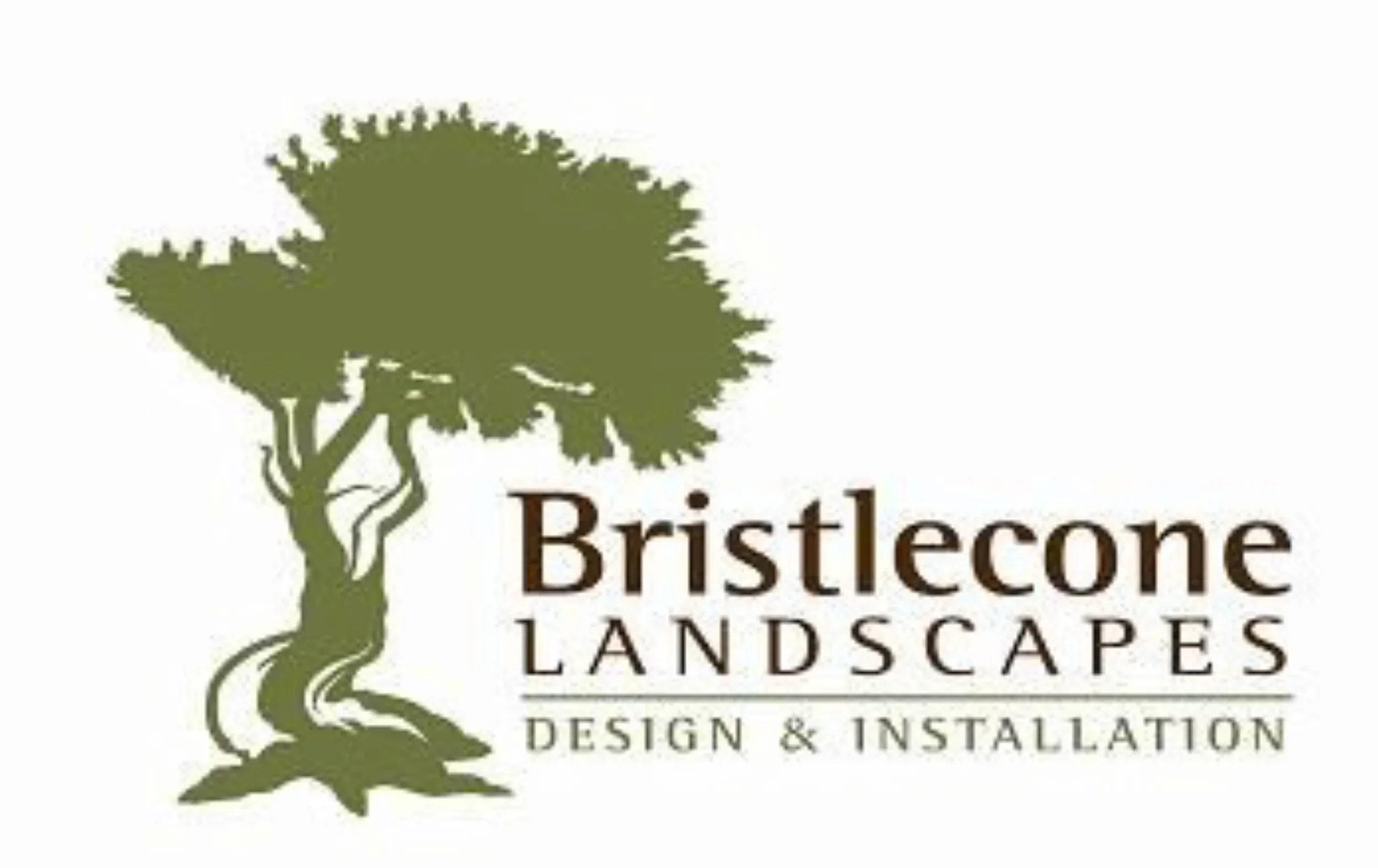 Monochromatic business card tree logo for Bristlecone Landscaping, Siloam Springs, Arkansas.