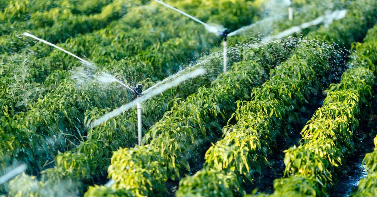 Irrigation