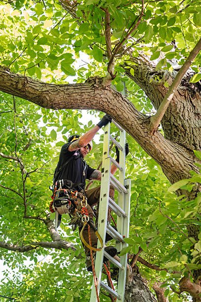 Arbor Care