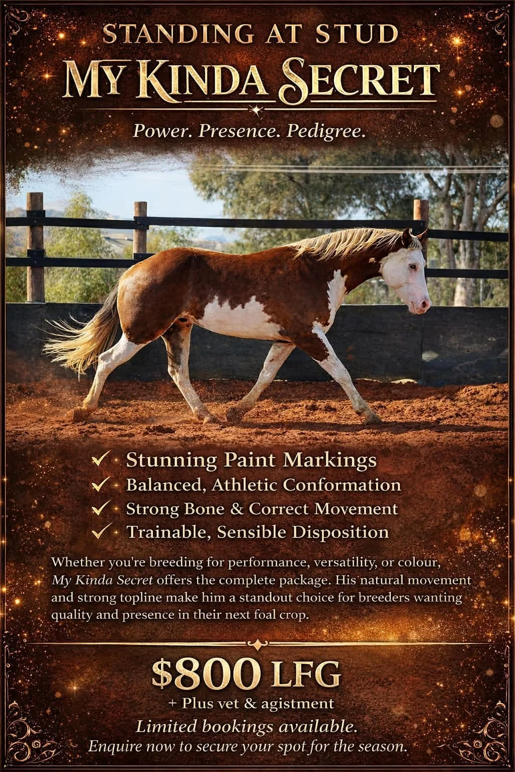 A promotional poster for a stud service called "My Kinda Secret" featuring a brown and white paint horse in an outdoor arena, with the text highlighting the horse's qualities such as stunning paint markings, balanced athletic conformation, strong bone and movement, and sensible disposition. The price is listed as $800 LFG, including vet and agistment, with limited bookings available.