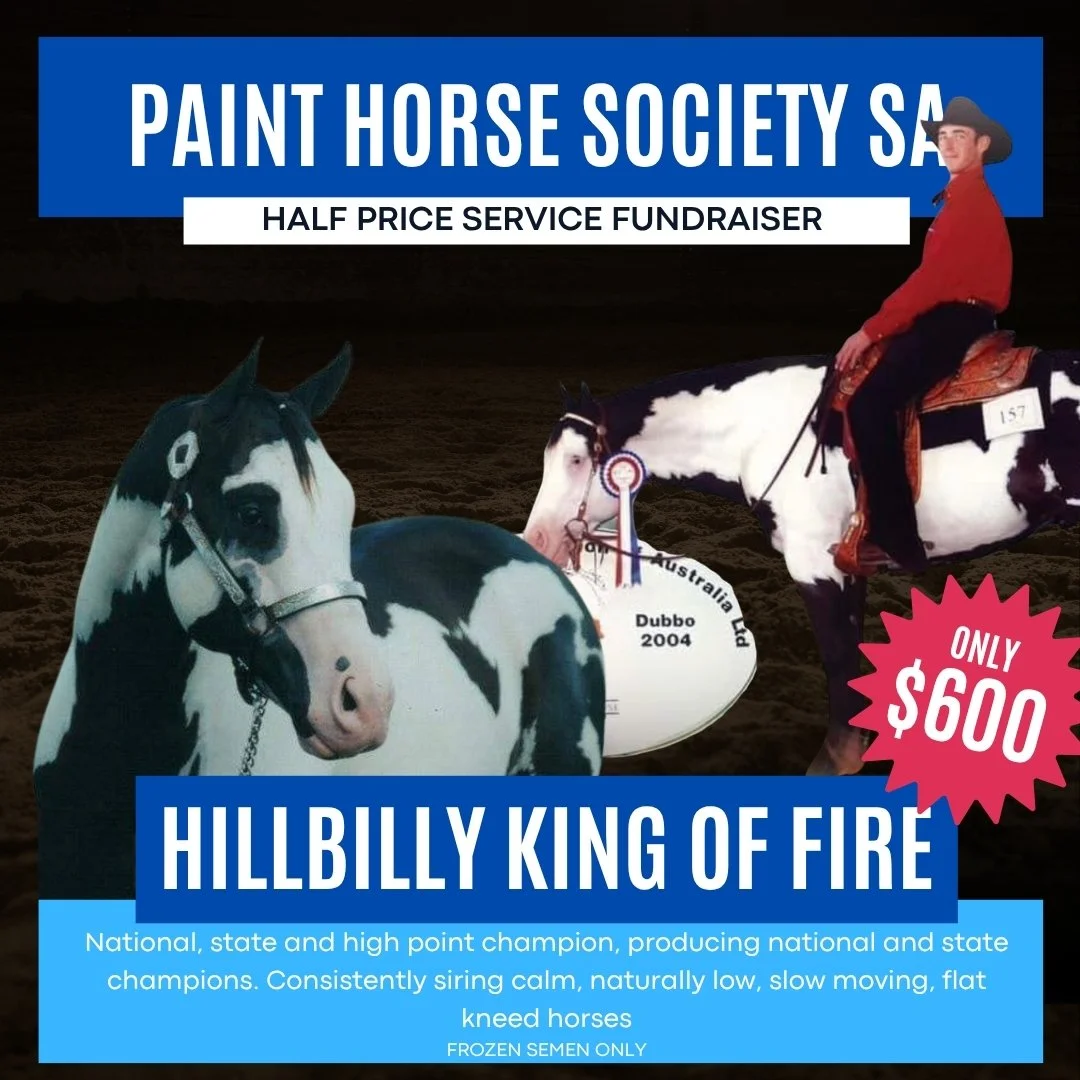 An advertisement for a horse auction fundraiser featuring two piebald horses, one with a rider, with bold blue and red text highlighting the event and a special price of $600. The horses are shown with awards and ribbons.
