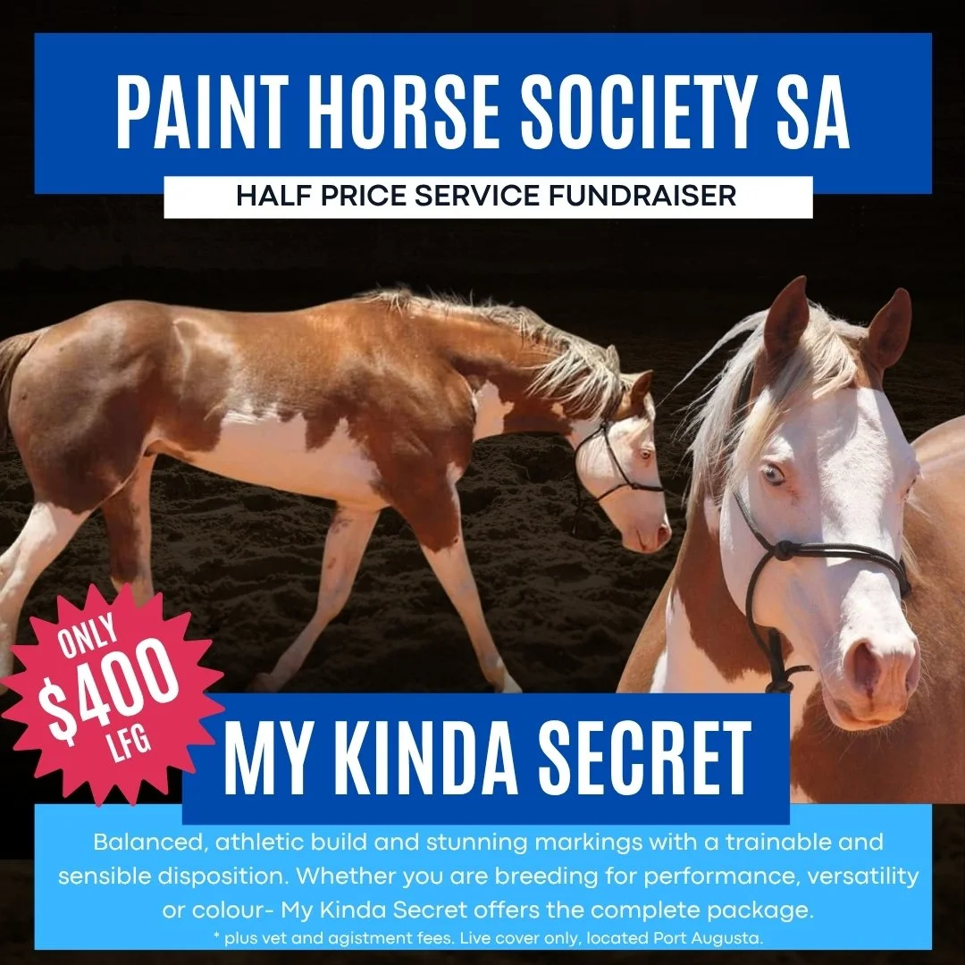 A promotional flyer for the Paint Horse Society SA, advertising a half-price service fundraiser with a fee of $400, featuring images of two horses in a dark riding arena.
