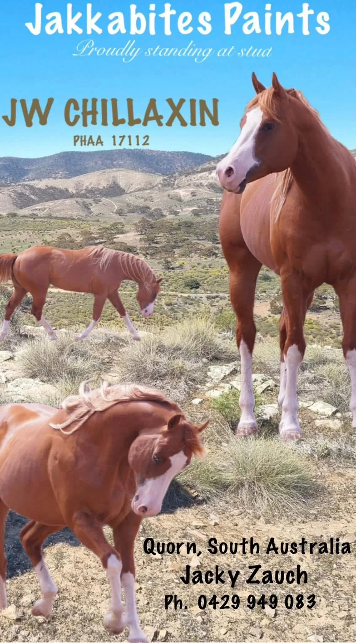 A group of horses in a dry, hilly landscape in Quorn, South Australia. The photo features a large brown and white horse standing in the foreground, with smaller horses grazing and walking in the background. The text overlays include information about Jakkabites Paints, owner Jacky Zauch, and a phone number.