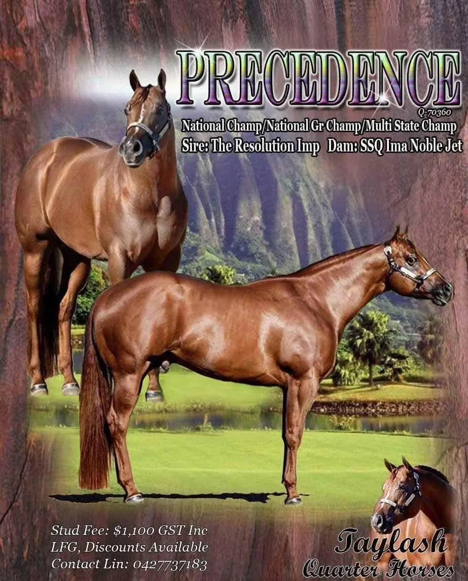 A promotional poster for Taylash Quarter Horses features images of three brown horses, with a scenic mountain and trees background. The poster includes text about a horse named Precedence, listing their achievements and contact information for Taylash Quarter Horses.