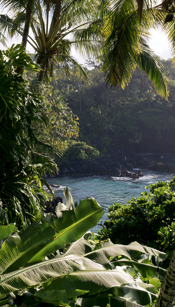 Tropical coastline with palm trees, lush green vegetation, and ocean waves crashing against rocks.