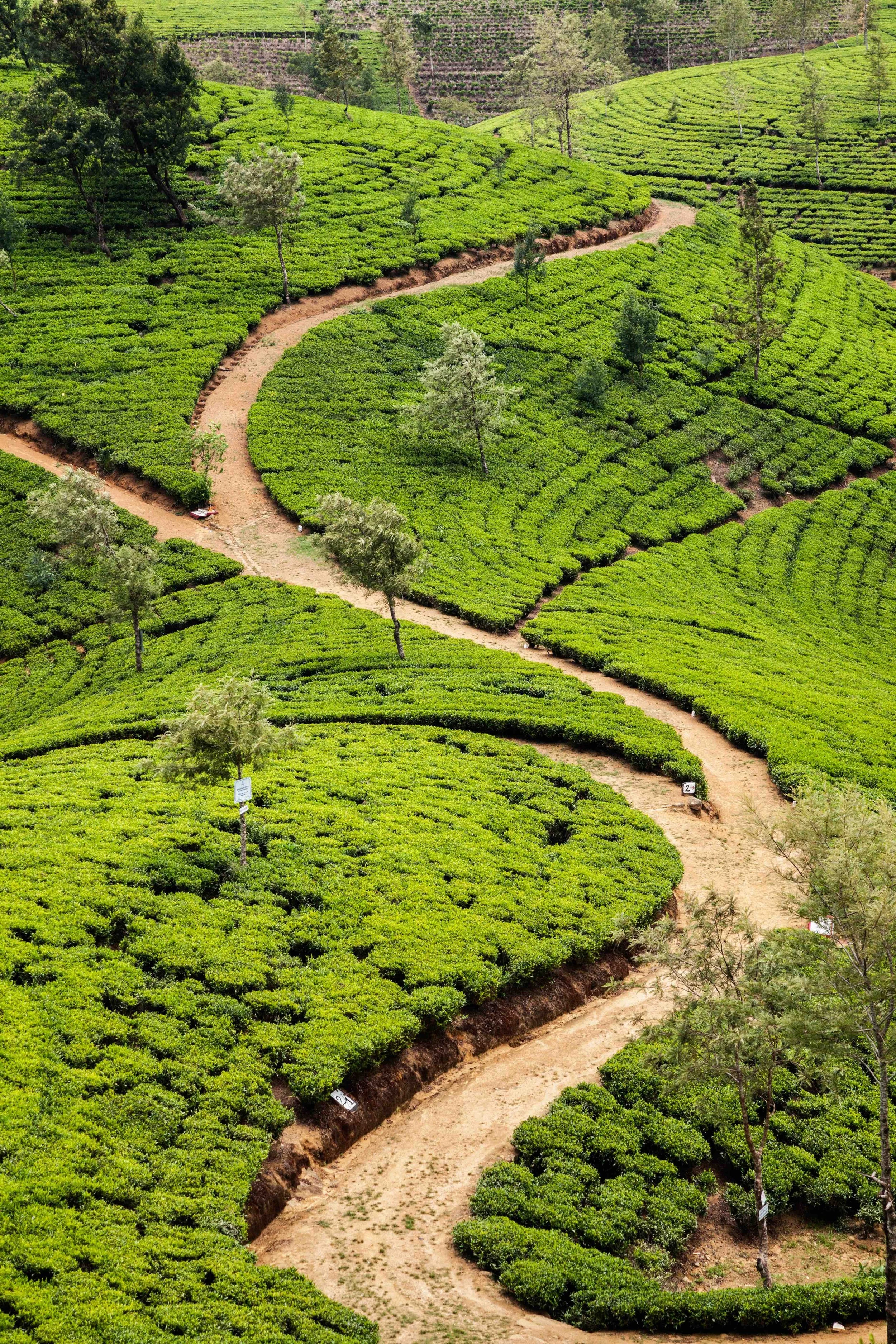 Nuwara Eliya tea.jpg