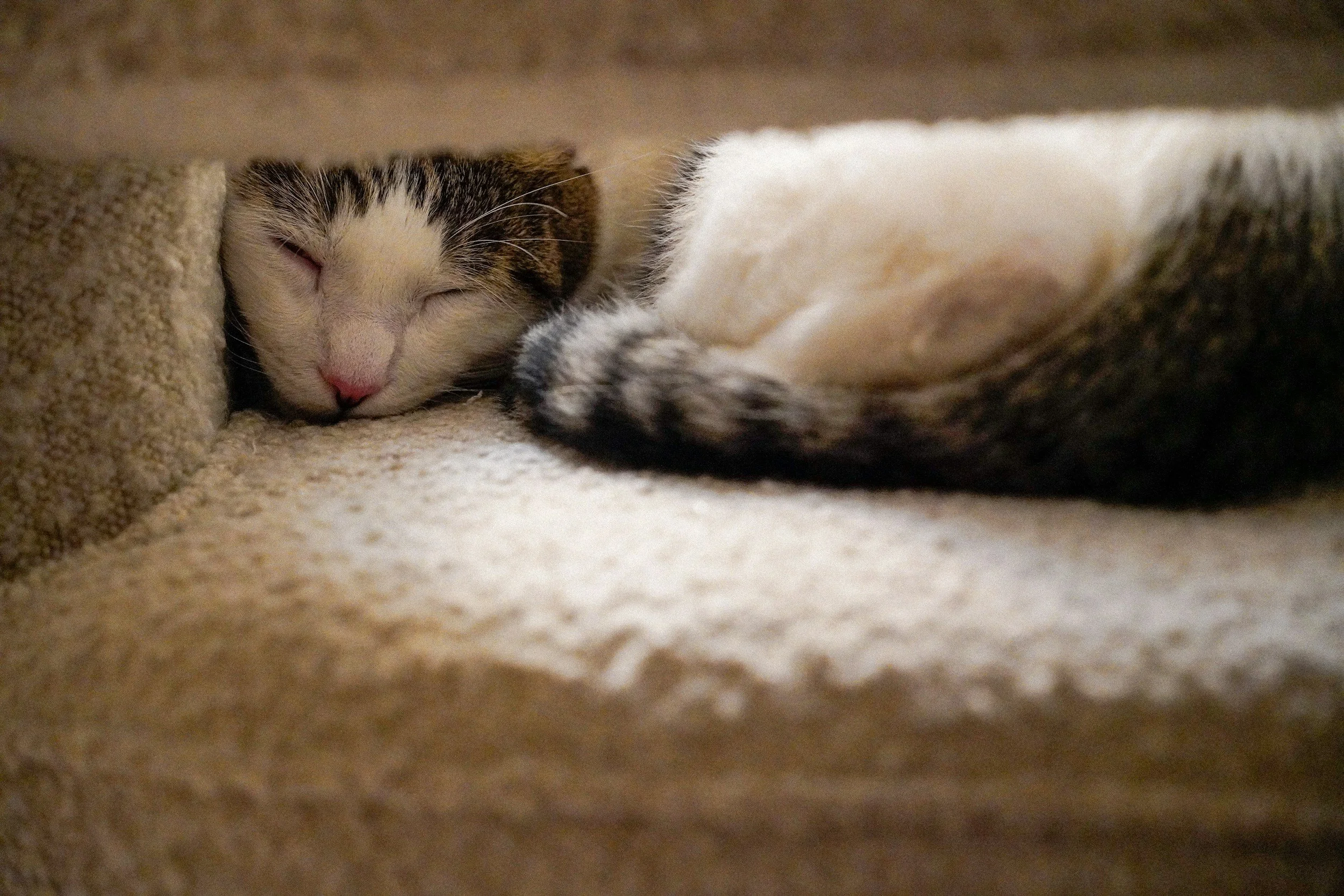 A sleeping cat with white and brown fur, curled up on a carpeted surface under a piece of furniture.