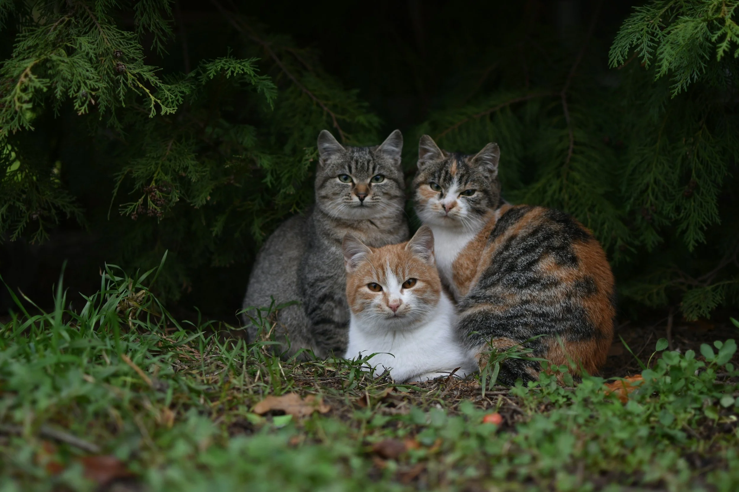 A group of five cats sitting outdoors on green grass, surrounded by lush green trees and foliage.