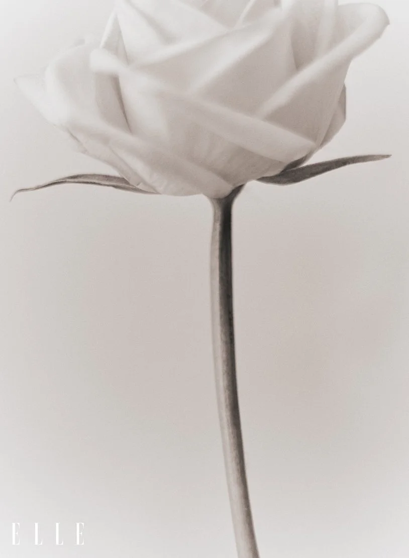 Une rose blanche en papier blanc sur un fond blanc.