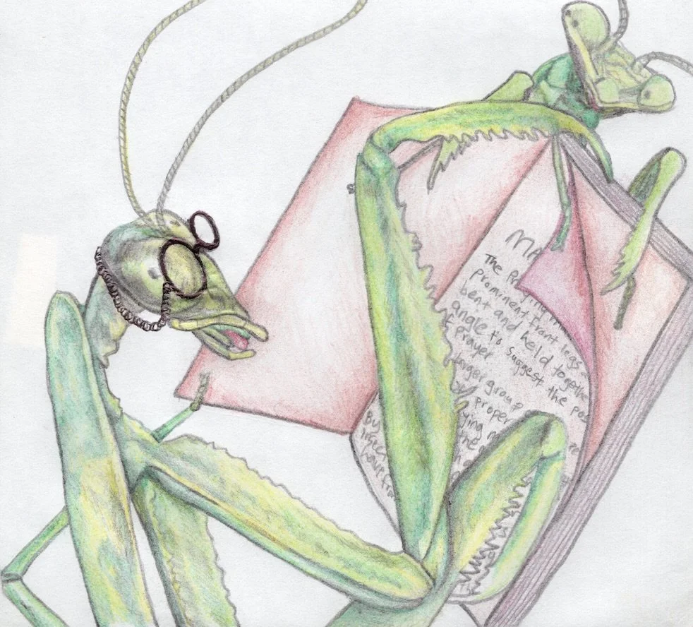 "Mantis", 2011.
Pencil on approx. 15cm x 15cm paper.
Artist's collection.