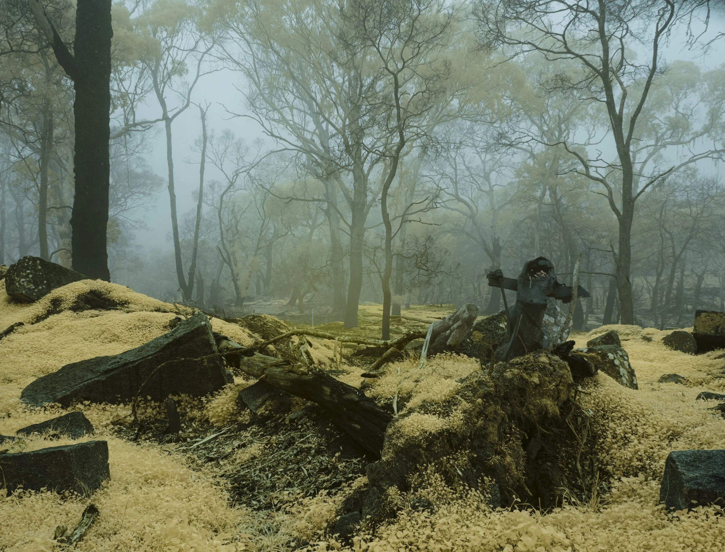 Leanganook After the Fires
