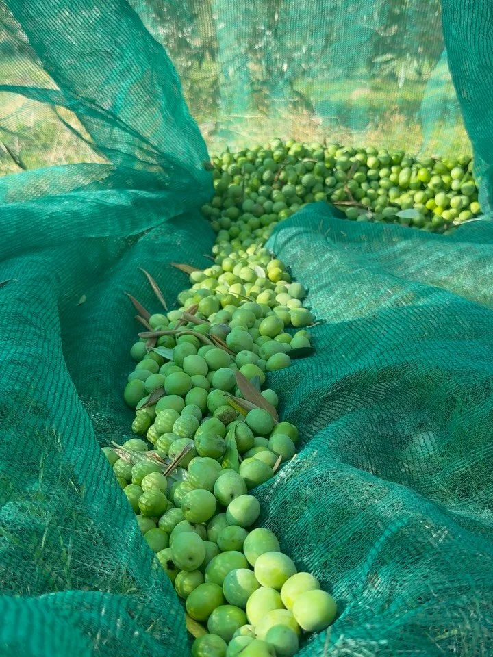 Olive picking season at Montecarrubo. 🫒🌿

From the gentle shaking of the branches to the olives falling onto the nets and being carefully gathered, every step is part of a tradition deeply rooted in our Sicilian land.

Behind these moments are Seby