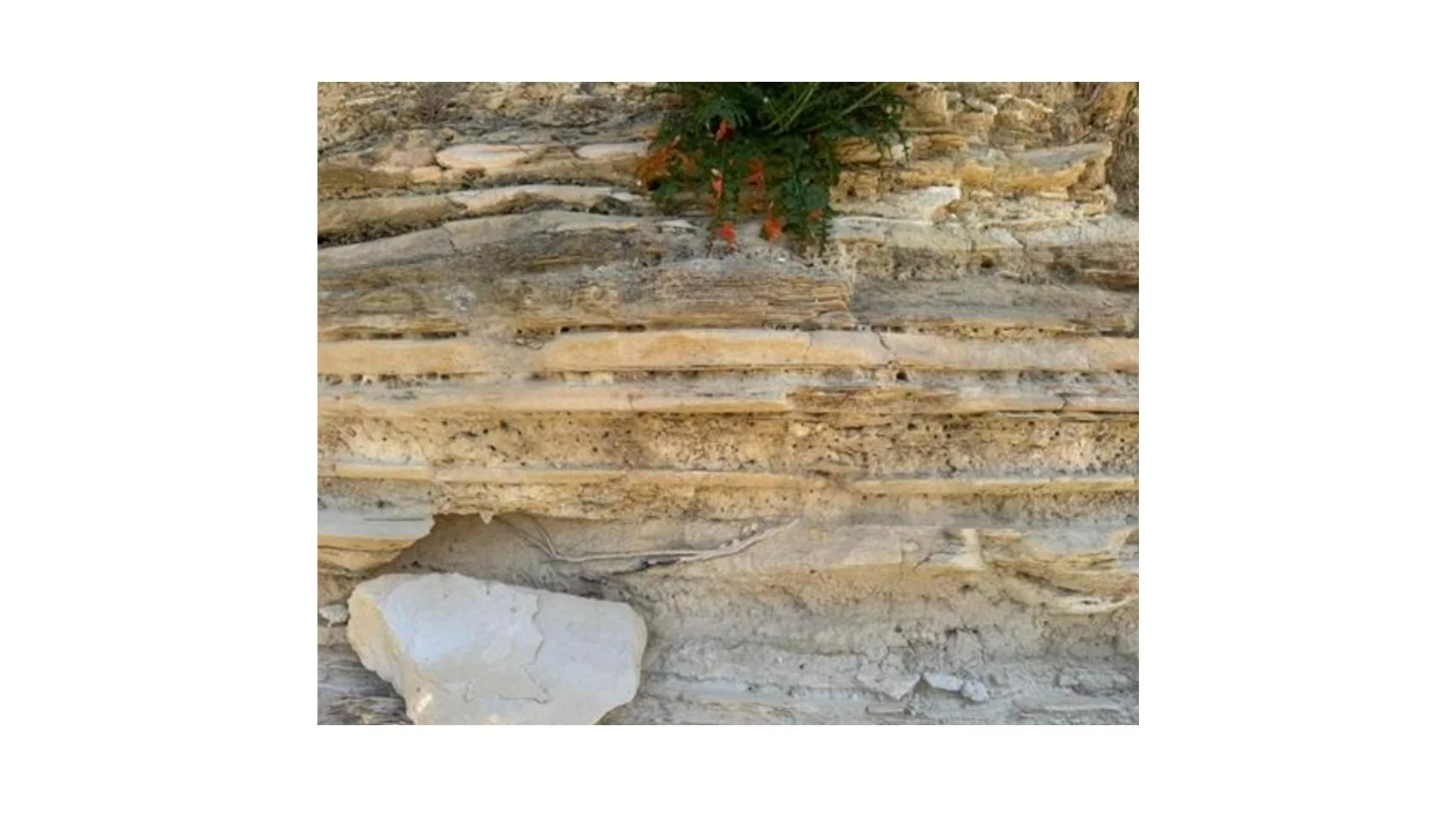 Close-up of layered sedimentary rock with some greenery and a small flowering plant growing above it.