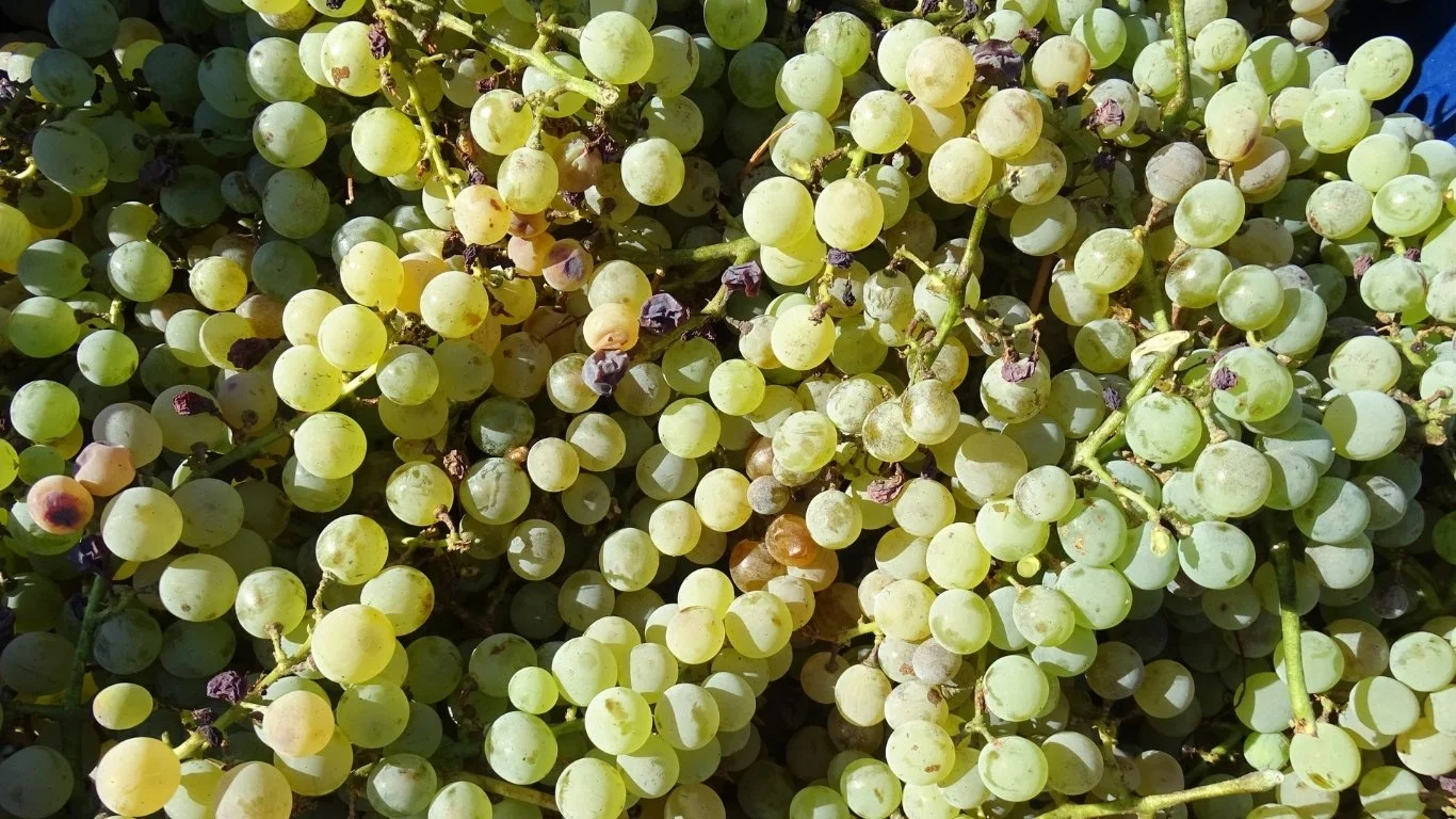 Close-up of green and white grapes hanging in clusters on vines.