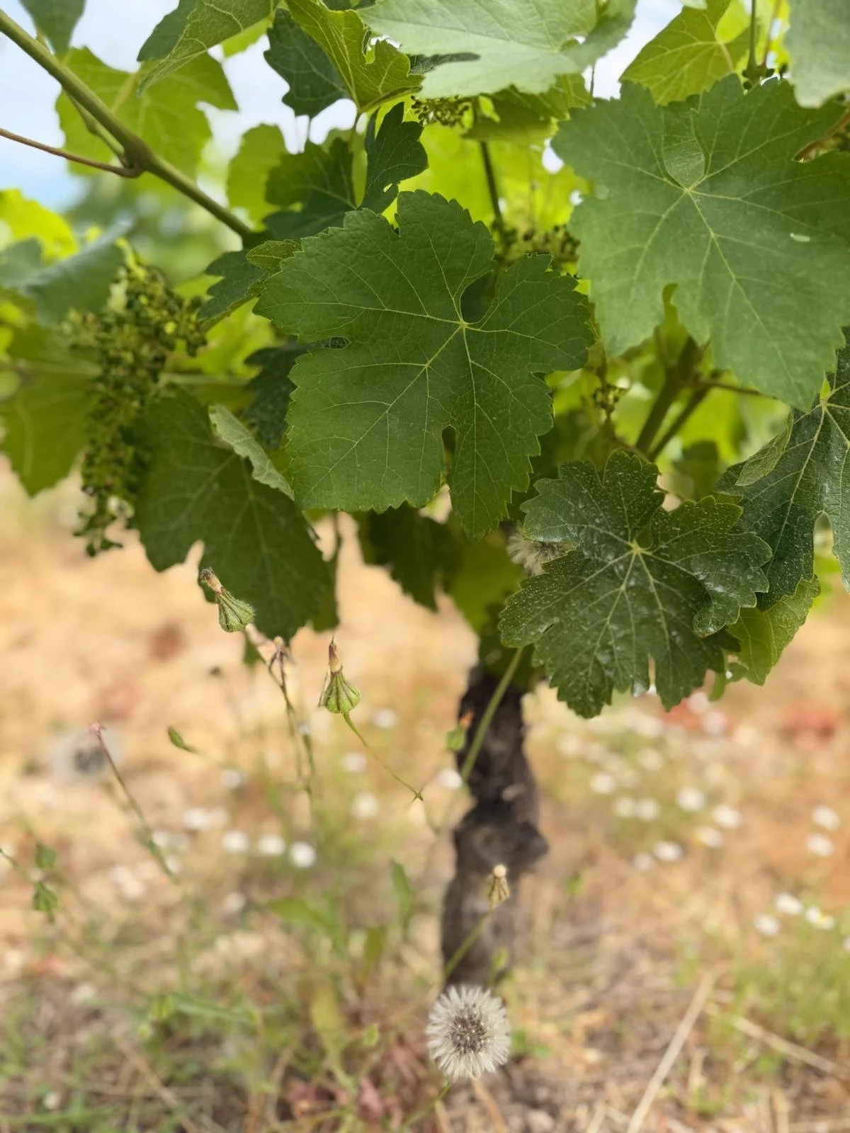 Close-up of a grapevine with green leaves and small developing grapes, with a dandelion flower in the foreground.