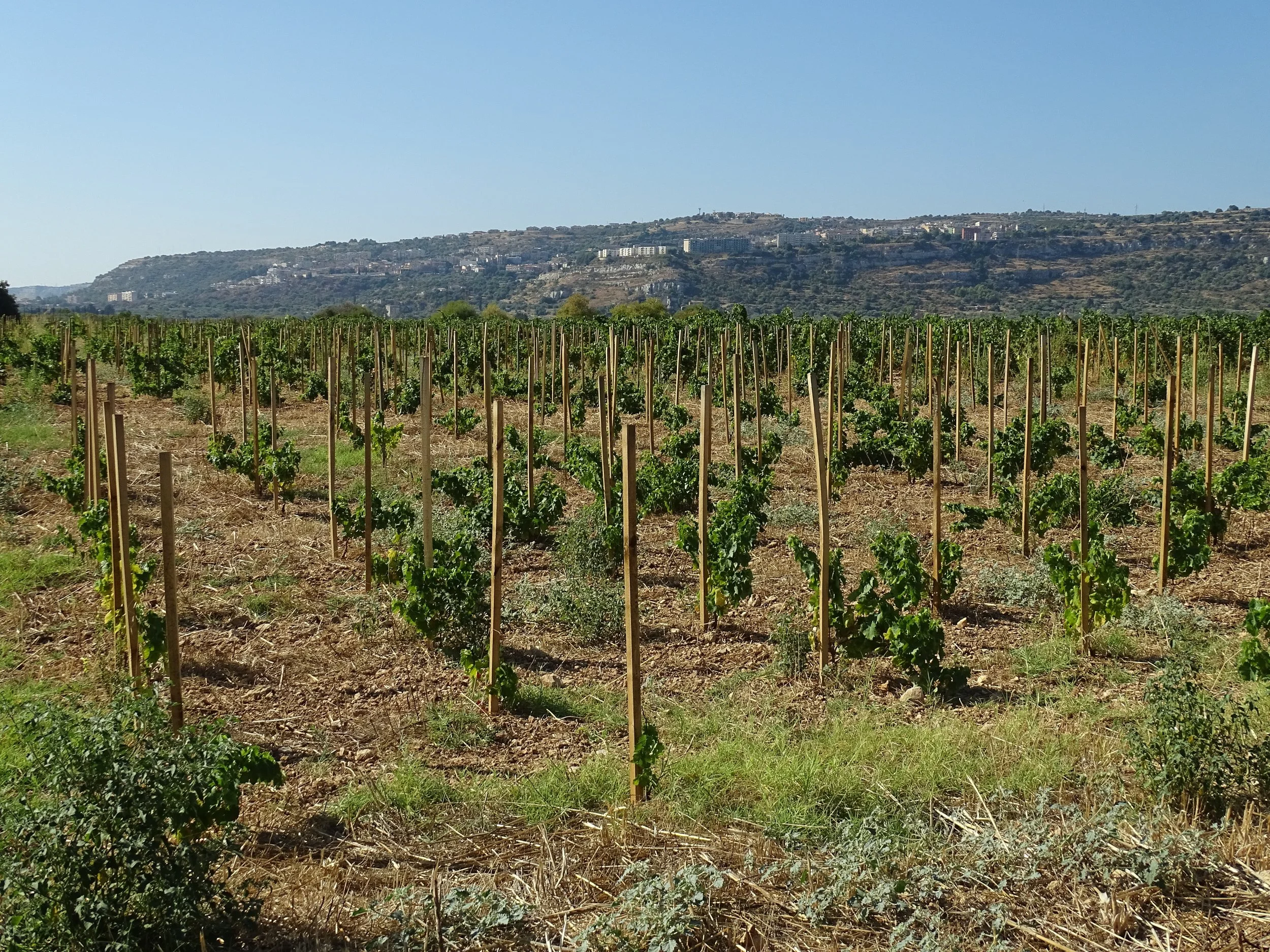 Vineyard with young grapevines supported by stakes, set against a backdrop of rolling hills and buildings under a clear blue sky.