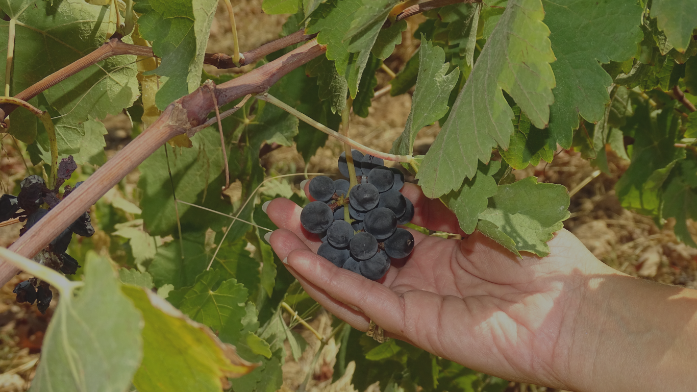 A person picking a bunch of ripe black grapes from a vineyard.