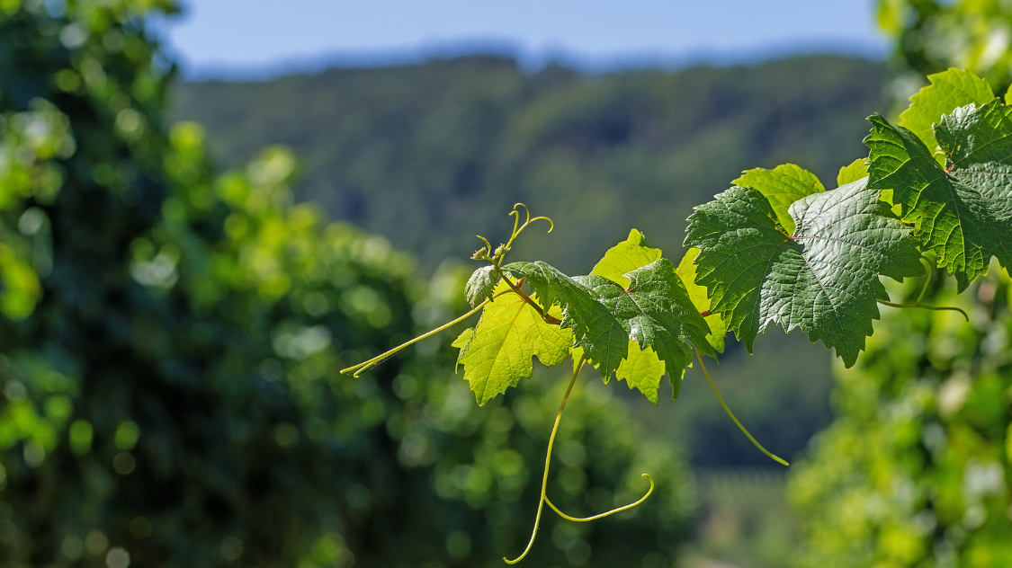 Close-up of green grapevine leaves and tendrils in a vineyard with blurred hills in the background.