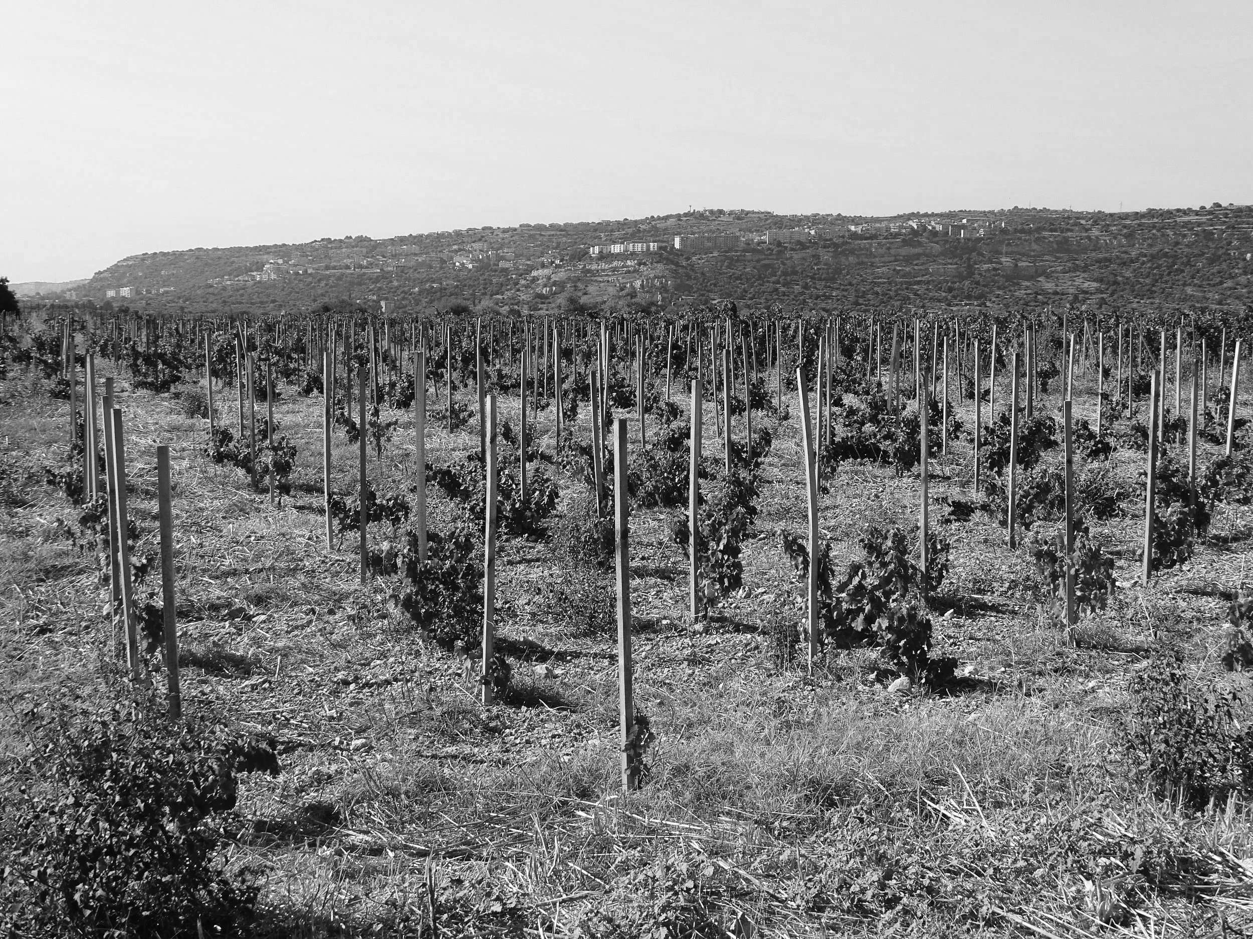 A vineyard with grapevines supported by stakes in the foreground and a hillside town with buildings in the background, black and white photo.