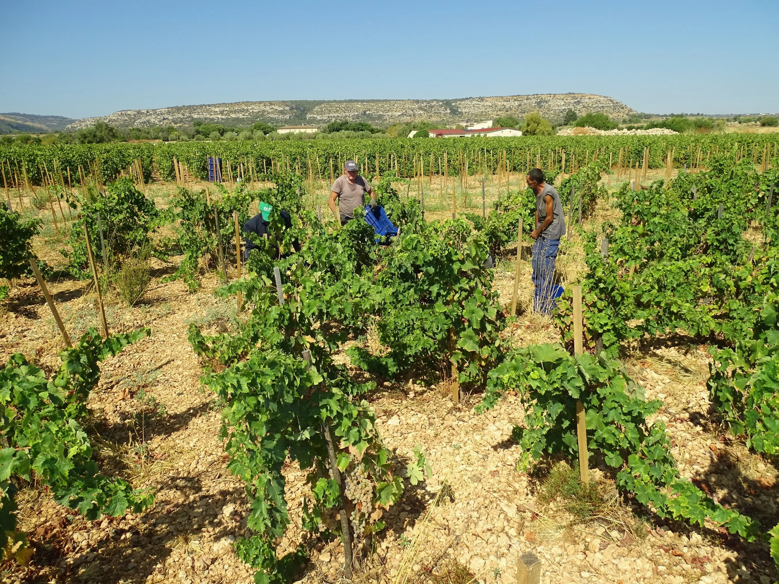 People working in a vineyard with grapevines supported by wooden stakes, in a rural landscape with hills and clear blue sky in the background.