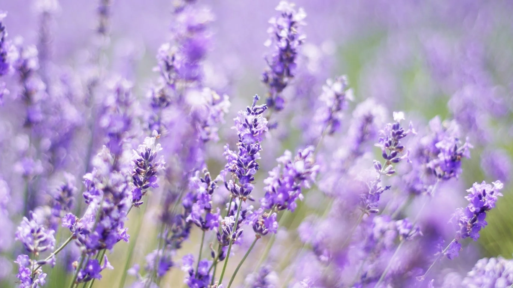 Close-up of purple lavender flowers in a field with a soft-focus background