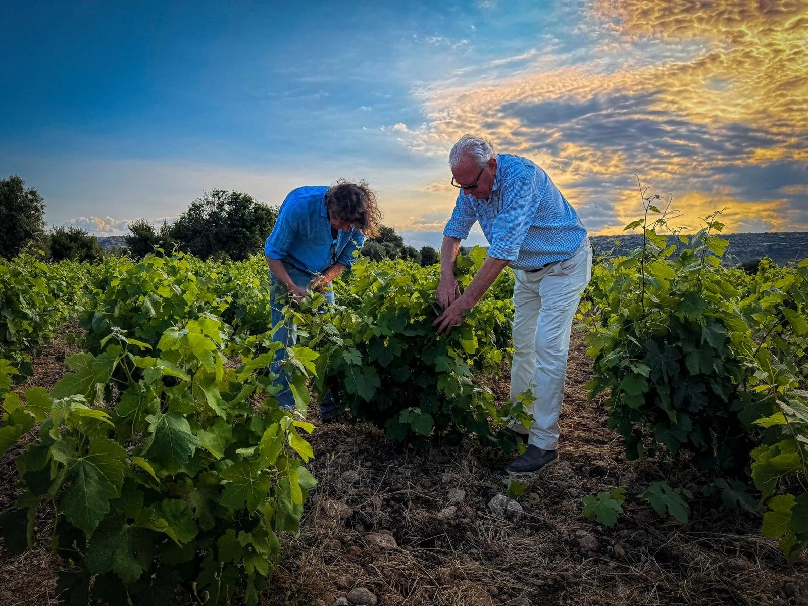 Two people, an elderly man and woman, working together in a vineyard at sunset, examining grapevines.