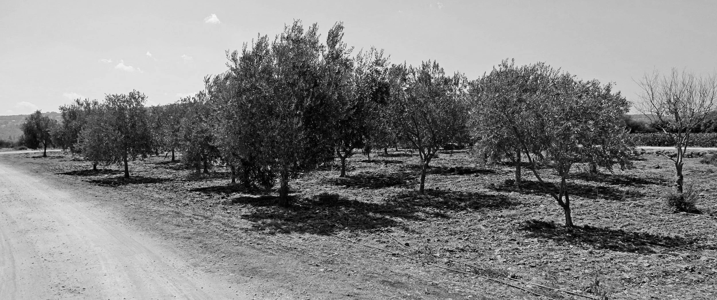 A black-and-white photo of a rural landscape with a dirt road on the left and a row of trees on the right, under a partly cloudy sky.