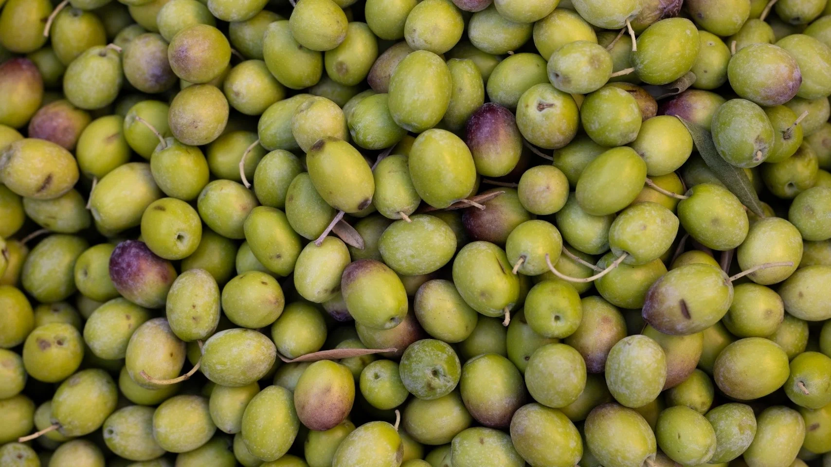 Close-up of a large pile of green olives with some purple-tinged ones, scattered with a few leaves and stems.