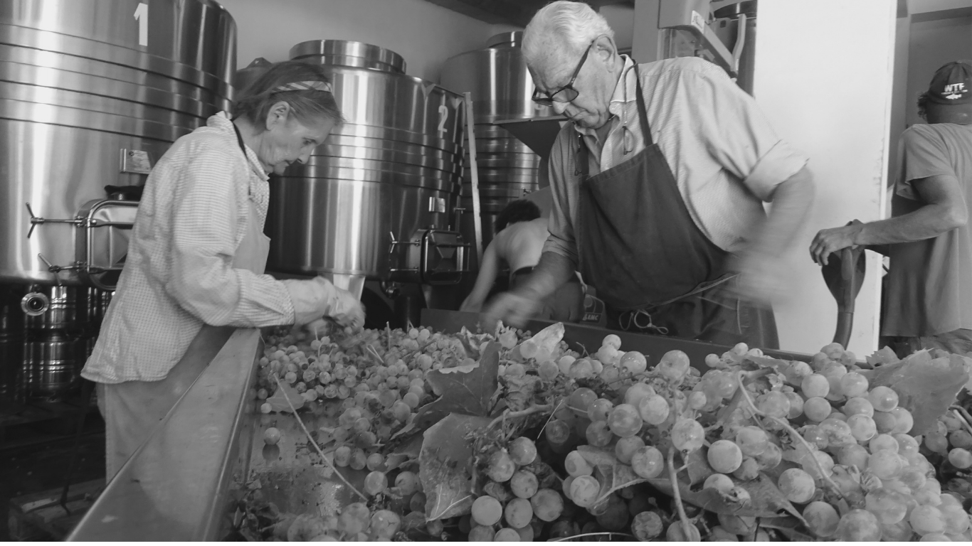 Two people working in a winery or grape processing facility, sorting and processing grapes on a large conveyor belt.