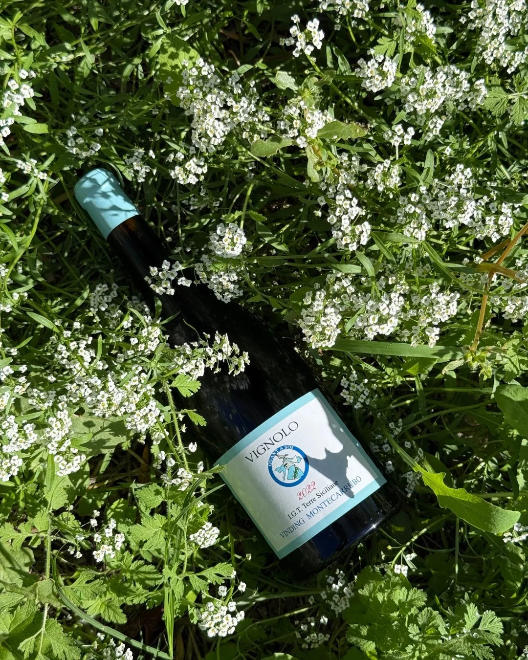 A bottle of Sicilian Vignonlo wine lying amidst green plants and small white flowers.