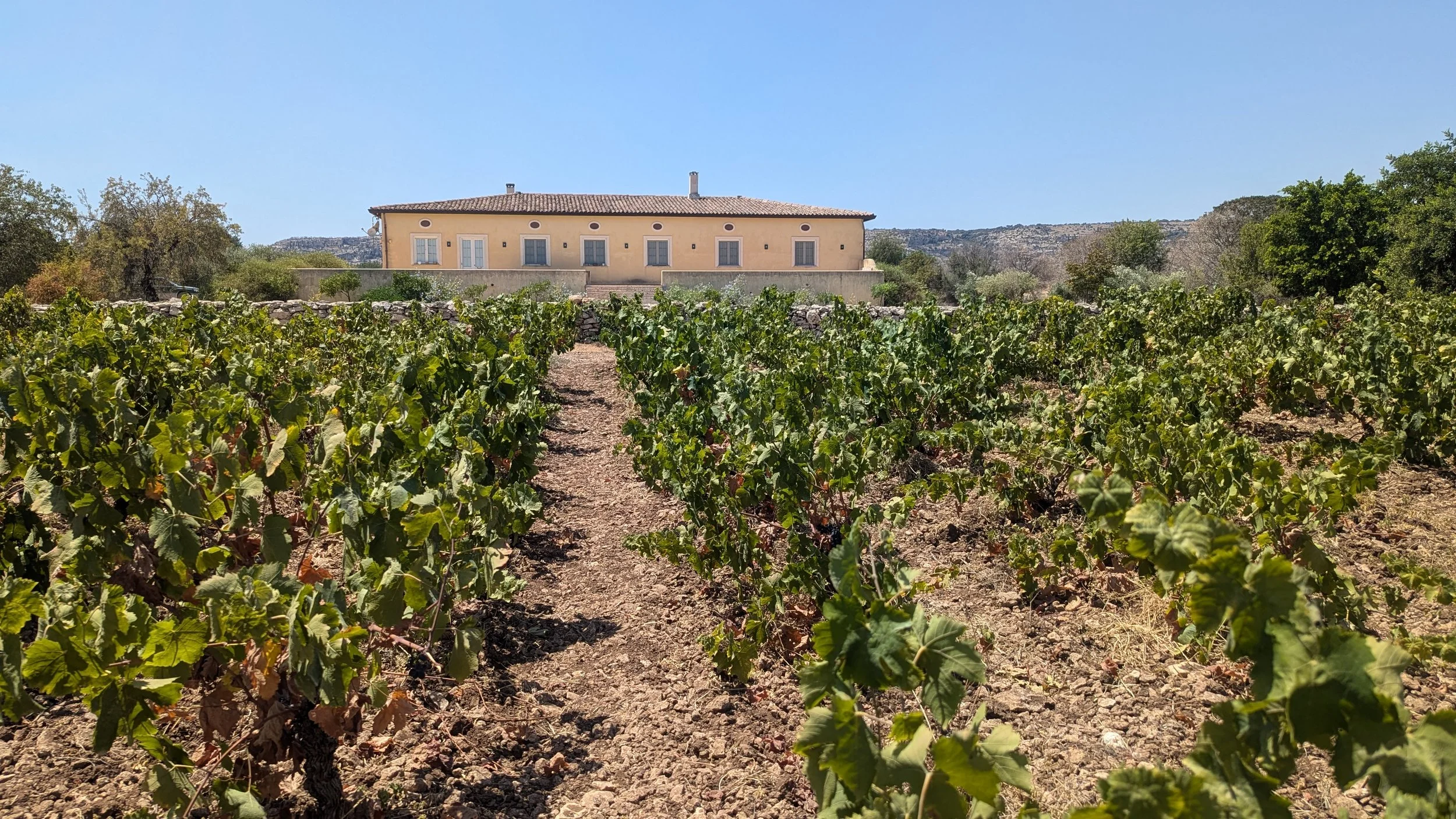 A yellow house on a hill surrounded by vineyard rows with lush greenery and mountains in the background under a clear blue sky.