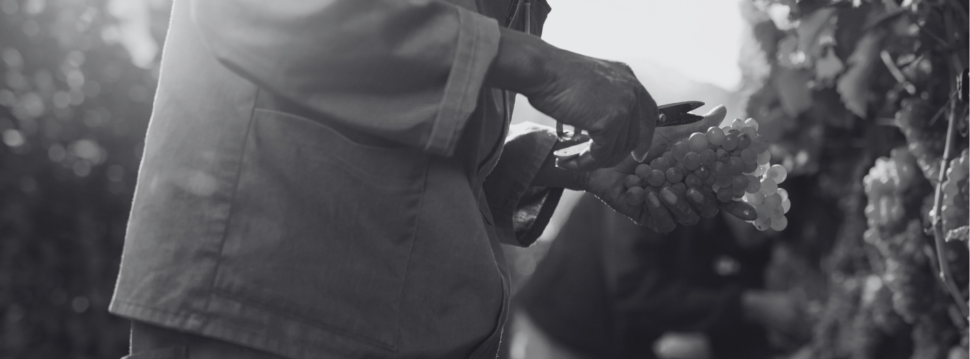 Close-up of a person picking grapes with pruning shears in a vineyard, wearing protective gloves.