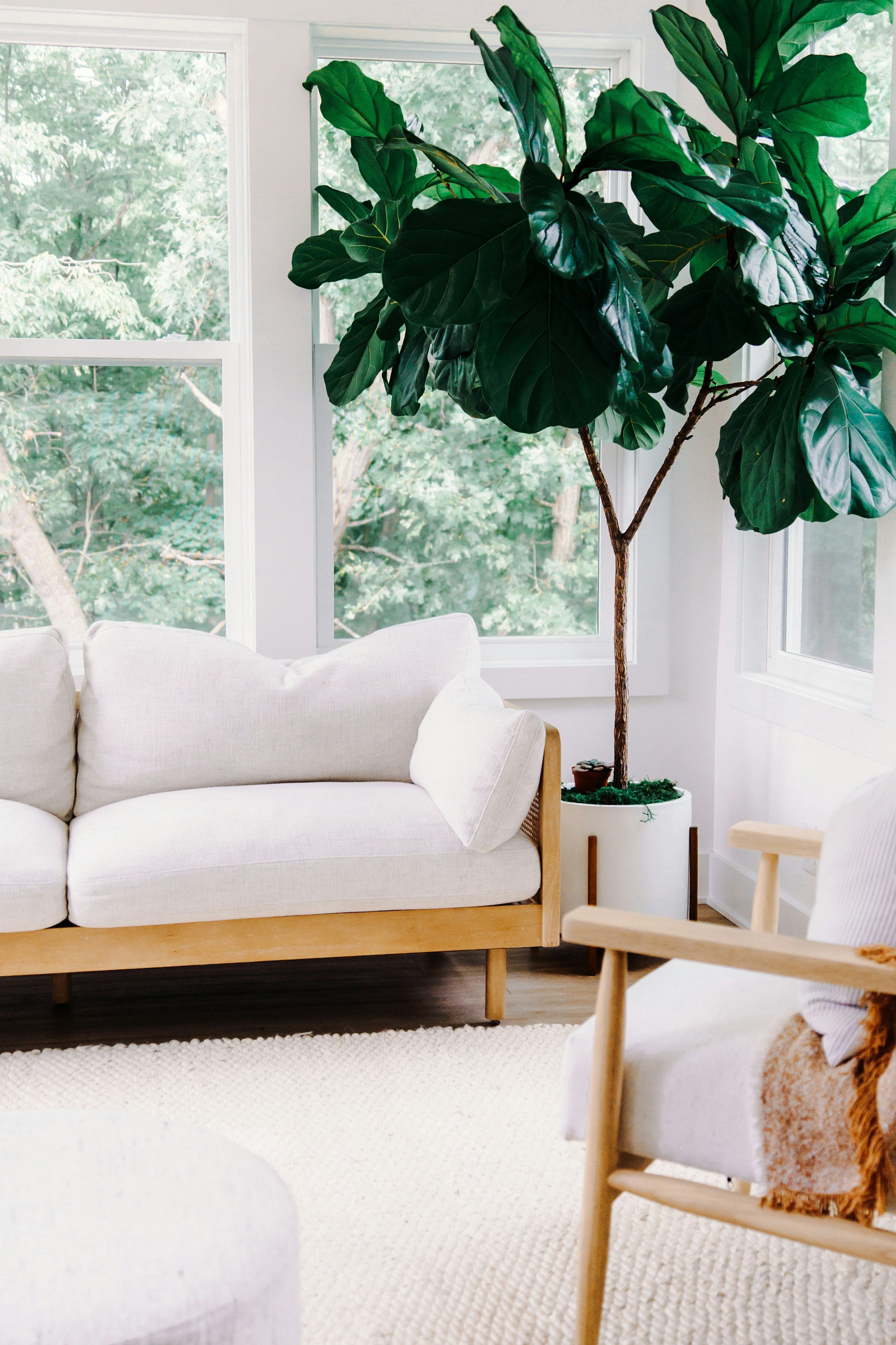 A cozy living room with a white sofa, a beige armchair, a tall green indoor plant, and large windows showing green trees outside.