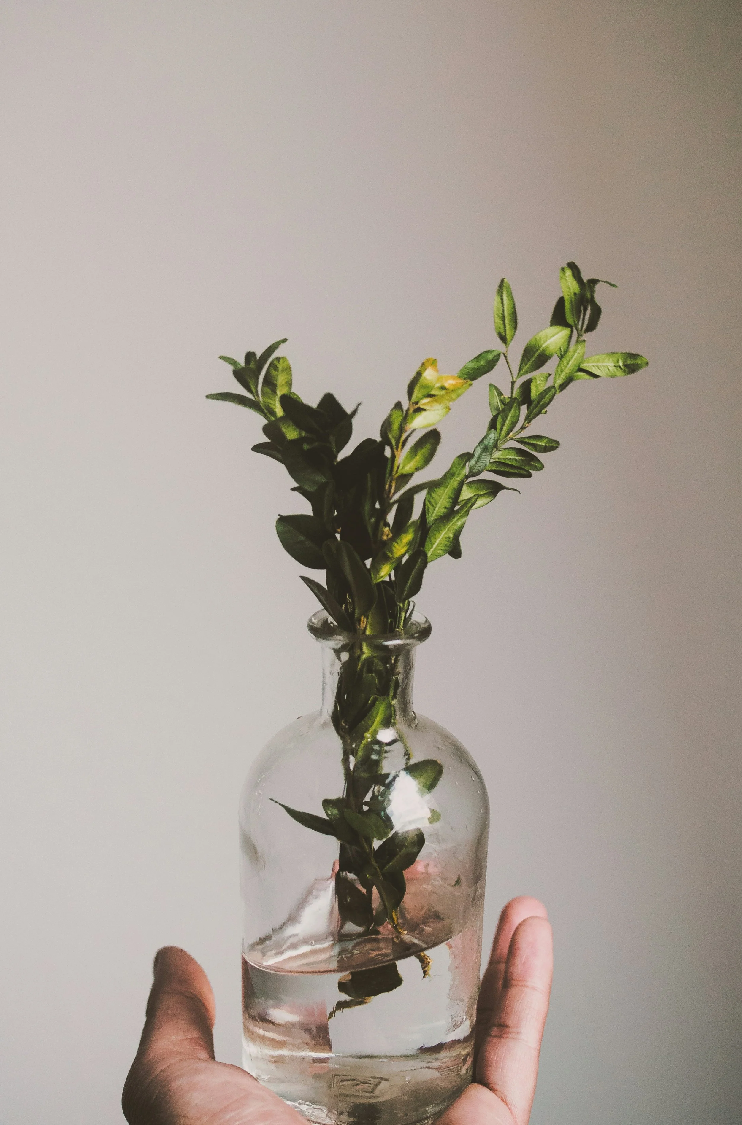 A person's hand holding a glass bottle with green leafy plant stems inside, filled with water, against a plain light gray background.