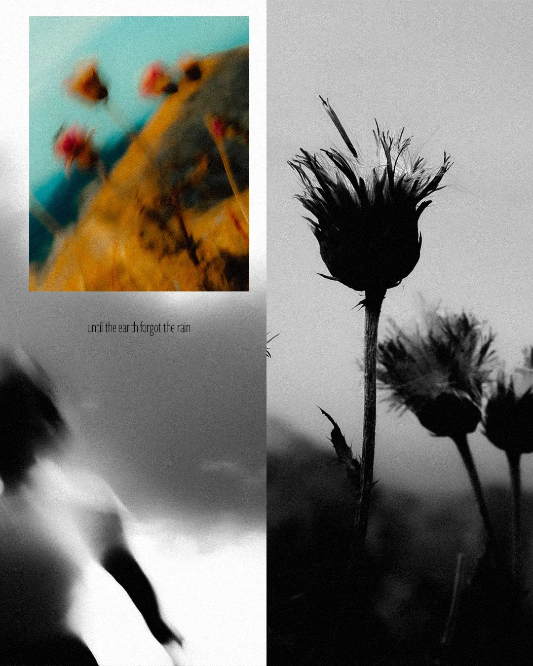 Collage de deux photos de fleurs, une en couleur floue avec un texte "until the earth forgot the rain" en dessous, et l'autre en noir et blanc montrant des fleurs fanées.
