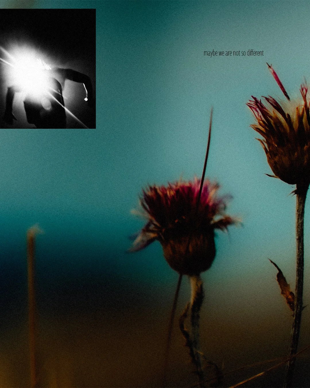 Une photo artistique de deux fleurs séchées en gros plan sous un ciel bleu, avec le texte 'maybe we are not so different'. En haut à gauche, une silhouette floue de deux personnes en noir et blanc, dont l'une semble faire un geste ou tenir quelque ch
