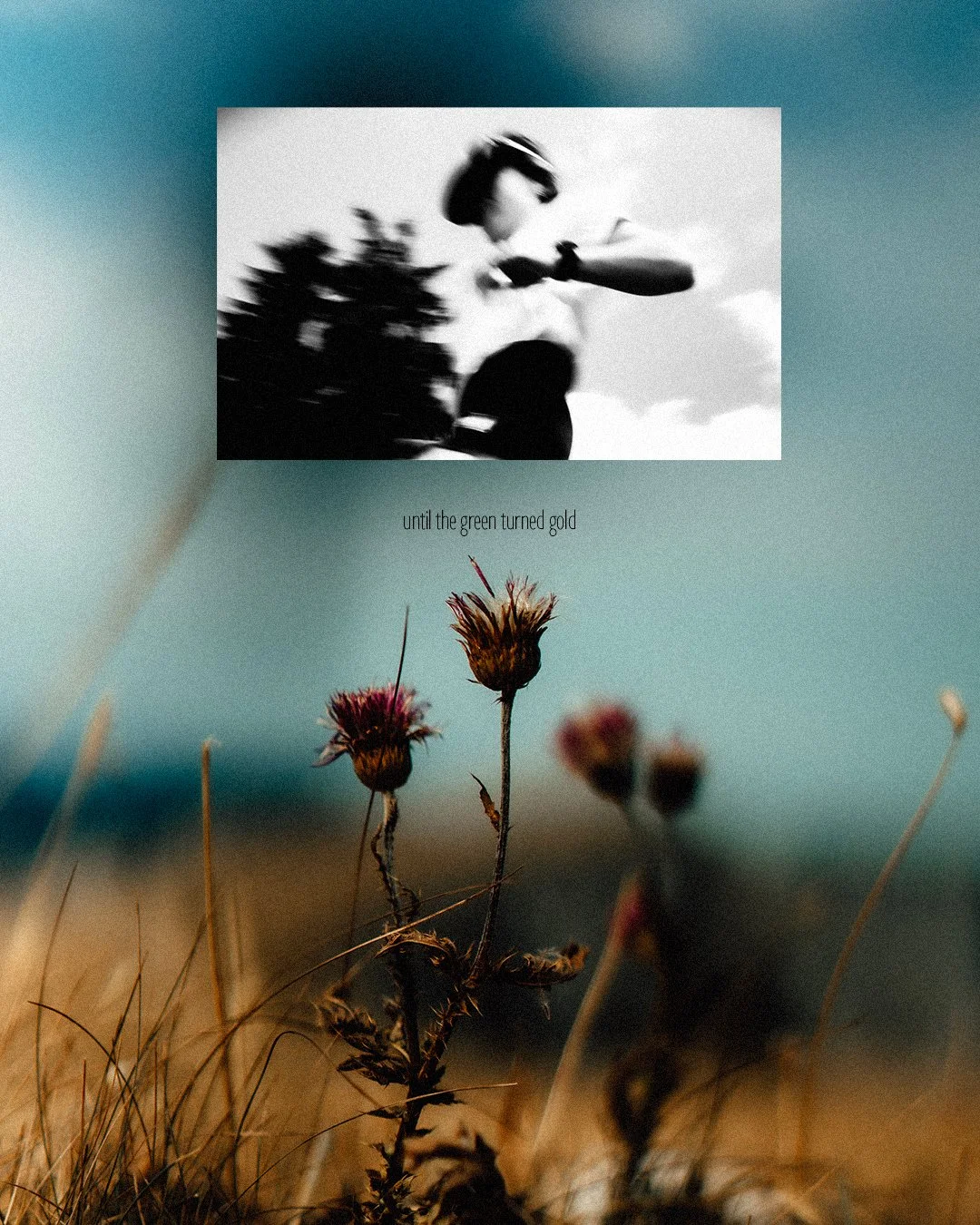 Une photo en noir et blanc d'une personne sur une moto avec un ciel nuageux en arrière-plan, superposée à une image de fleurs sèches en couleur avec un fond flou, accompagnée de la phrase "until the green turned gold".