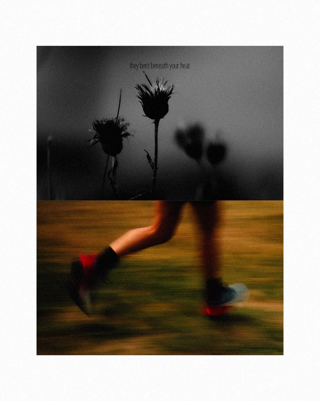 Photo en noir et blanc de trois plantes sèches avec légende "they bent beneath your heat" au-dessus, et en dessous, une personne en mouvement portant des chaussures de course, floue en raison du mouvement.