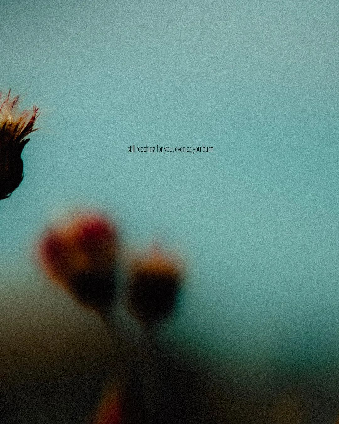 Image floue de fleurs avec un fond turquoise, texte en anglais disant ‘still reaching for you, even as you burn.’